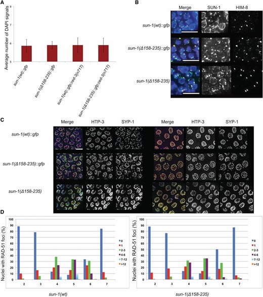 Meiosis in the sun-1(Δ158–235) germ line. (A) Average number of DAPI signals in −1 diakinesis in the wild type and sun-1(Δ158–235)::gfp mutant in both wild-type and ced-3(n717) backgrounds. Bars represent SD. Psun-1(wt)::gfp II; sun-1(ok1282) V, n = 22; Psun-1(Δ158-235)::gfp II; sun-1(ok1282) V, n = 24; Psun-1(wt)::gfp II; sun-1(ok1282) V; ced-3(n717), n = 50; Psun-1(3(n717), n = 50; s II; sun-1(ok1282) V; ced-3(n717); n = 40. (B) DAPI (blue), SUN-1/GFP (green), and HIM-8 (red) staining in wild type and both tagged and untagged mutant strains. (C) HTP-3 (green) and SYP-1(red) staining of early (left panel) and late (right panel) pachytene nuclei in wild type and mutants. Bar, 10 µm. (D) The dynamics of DSB repair in wild-type (left graph) and mutant (right graph) nuclei. In both cases, n = 6.