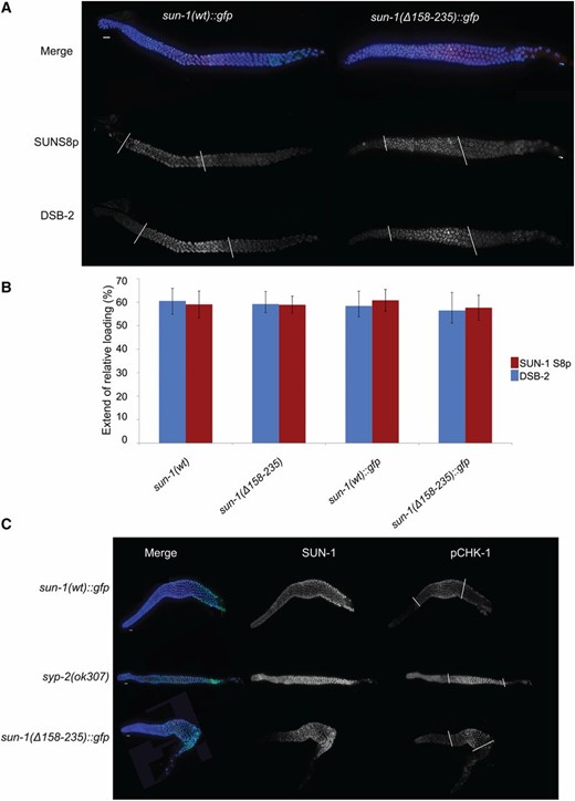Early meiotic prophase I events progress with wild-type dynamics in the absence of cc motifs. (A) DAPI (blue), SUN-1S8p (green), and DSB-2 (red) staining in wild-type and mutant germ lines; with no differences. White bars mark the zone containing phosphorylated SUN-1 and the zone of DSB-2 localization. (B) Graph showing quantification of the zone positive for phospho-SUN-1S8 and DSB-2. The region positive for these markers was normalized to gonad length from meiotic onset until diplotene. There is no significant difference between wild type and mutant (two-tailed t-test, P > 0.581). Bars represent SD Psun-1(wt)::gfp II; sun-1(ok1282) V, n = 11; Psun-1(Δ158–235)::gfp II; sun-1(ok1282) V, n = 6; sun-1(wt), n = 6; Psun-1(Δ158–235) II; sun-1(ok1282) V, n = 6. (C) Costaining of GFP (to mark SUN-1) and pCHK-1. White bars mark the zone containing pCHK-1. Note the higher signal intensity and extension of the zone containing pCHK-1 until the end of pachytene in the absence of synapsis compared with other genotypes. Bar, 10 µm.