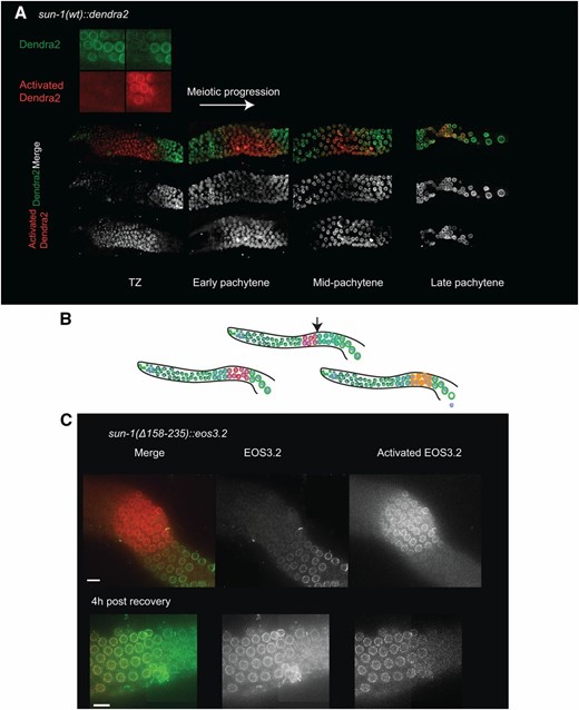 SUN-1 loss is a consequence of defective NE retention. (A) Photo-conversion experiment in sun-1(wt)::dendra2. Top image, the Dendra2 fluorophore in the activated and nonactivated states; bottom panels, gradual increase in de novo SUN-1 incorporation in the TZ, early, mid-, and late pachytene stages. Note the robust incorporation of SUN-1 from midpachytene onwards. (B) Diagrams explaining the photo-conversion experiment with the possible outcomes (also see main text). The arrow indicates the start of the zone with robust incorporation of SUN-1. (C) Top panel reveals the zone of photo-conversion of the Eos 3.2 tag (green to red) which is located prior to robust SUN-1 incorporation at the NE in midpachytene in the sun-1(Δ158–235)::eos3.2 gonad. The bottom panel shows the late pachytene stage at 4 hr post photo-conversion. Note photo-converted and newly inserted SUN-1 molecules at the nuclear rim. Bar, 10 µm.