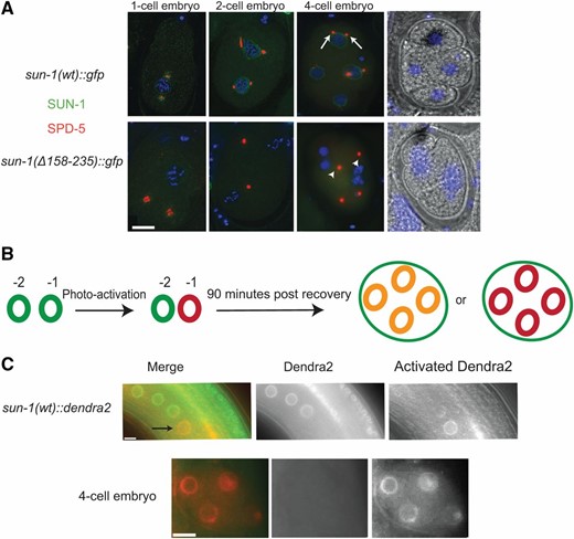 The embryonic SUN-1 pool is maternally supplied. (A) Centrosome detachment in Psun-1(Δ158–235) II; sun-1(ok1282) V mutants. SPD-5 (red) and GFP (green) staining mark the centrosome and SUN-1 in the wild type and mutant. Arrows indicate centrosomes in the vicinity of the NE in the wild type; arrowheads indicate detached centrosomes in the mutant. Note the decrease in SUN-1 signal intensity in mutant embryos. (B) Diagram of the photo-conversion experiment design. If SUN-1 is synthesized in the embryo, then a mixture of red photo-converted protein and green newly-synthesized SUN-1 is expected (resulting in yellow). If embryos exclusively use maternally-supplied SUN-1, a red photo-converted pool is expected. (C) Photo-conversion of SUN-1::Dendra2 in the −1 oocyte (green to red) in the top panel (black arrow). 4-cell embryo at 90 min postrecovery once an embryo has developed from the oocyte (bottom panel). Note the presence of photo-converted SUN-1 protein only. Bar, 10 µm.