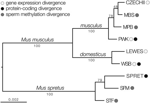 Evolutionary relationships among mouse strains and species. The phylogeny was estimated using maximum likelihood, based on genome-wide data. Bootstrap proportions are indicated for each internal branch. Shaded circles indicate which strains were used for estimates of gene expression, protein-coding, and sperm DNA methylation divergence.