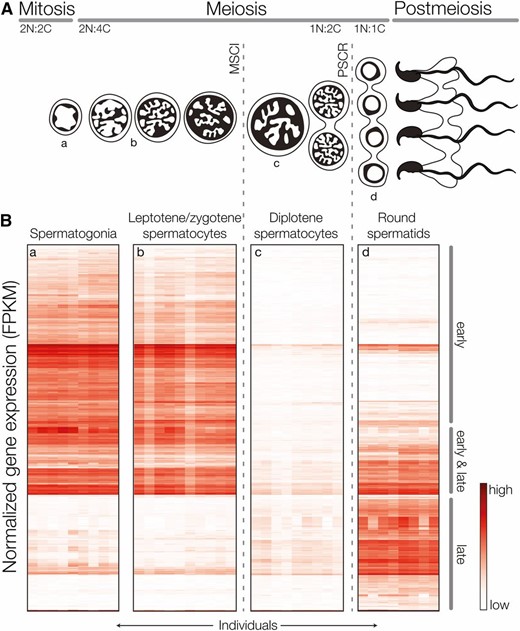 X-linked expression across spermatogenesis in M. m. musculus and M. m. domesticus. (A) Progression of dividing germ cells during spermatogenesis. In early prophase I the X chromosome is transcriptionally silenced (MSCI) for the remainder of meiosis and remains partially inactivated (PSCR) during postmeiotic development of spermatids. We used FACS to isolate cell populations spanning these three phases of spermatogenesis (a–d). (B) Patterns of X-linked gene expression in FACS isolated cell populations. Genes (rows) are grouped by the timing of induction: early (expressed prior to MSCI), early and late (inactivated at MSCI and reactivated late), and late (expressed only in postmeiotic cells).