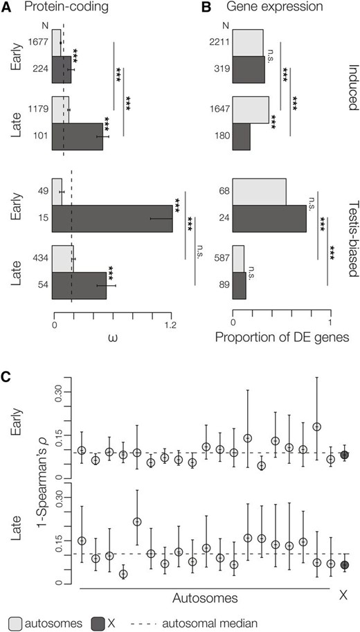 Evolutionary divergence in protein-coding sequence and expression level. (A) Median (±SE) estimates of protein-coding divergence (ω) among subspecies of M. musculus and M. spretus is higher for genes induced late and for X-linked genes. Gene expression divergence between subspecies of M. musculus estimated as (B) the proportion of induced genes that are DE and (C) the pairwise correlations of gene expression per chromosome (1 − ρ, ± 95% C.I.). The evolution of X-linked genes is either equivalent or slower than autosomal genes and there is a marked drop in the proportion of testis-biased genes induced late in spermatogenesis that are DE. N = total number of genes. Significant differences in ω (Wilcoxon test) and proportion of DE genes (χ2) are indicated for each contrast. FDR-corrected P-values: *** P ≤ 0.001.