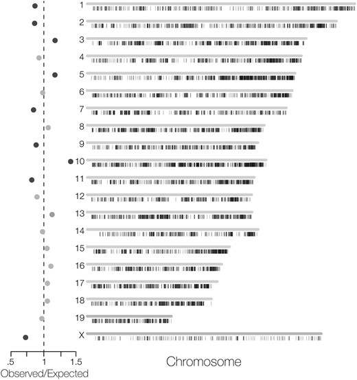 Evolution of the mouse sperm methylome. Chromosomal distributions of DMRs between M. m. musculus and M. spretus. The observed and expected numbers of DMRs are plotted to the left. Expectations are based on the proportion of CpG sites on each chromosome multiplied by the total number of DMRs. Darkly shaded chromosomes have significantly more or less DMRs than expected based on chromosome-wise hypergeometric tests. The X chromosome has significantly fewer DMRs compared to all of the autosomes (P < 0.001).