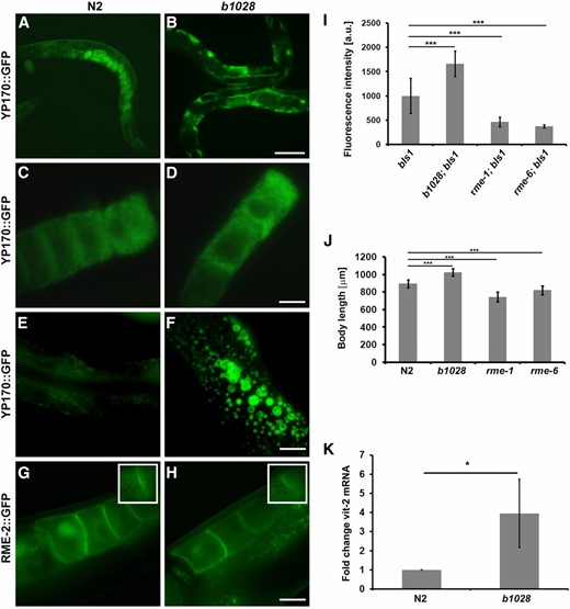 Overaccumulation of yolk in b1028 mutants. (A–F) YP170::GFP trafficking in adult hermaphrodites. In WT worms, YP170::GFP is efficiently endocytosed by oocytes (A). In the b1028 mutant worms, YP170::GFP accumulation in the body cavity is greatly increased (B). (C and D) Both WT and b1028 mutant worms show comparable levels of YP170::GFP in oocytes. WT worms show detectable levels of YP170::GFP in the intestine, while b1028 worms show increased accumulation of enlarged YP170::GFP positive vesicles in the intestine (E–F). (G and H) The localization of yolk receptor RME-2::GFP is unaltered in b1028 mutant oocytes. Images were taken through the middle focal plane of oocytes. Insets show enlarged top focal plane images of oocytes, demonstrating RME-2::GFP positive cortical endosomes. Bars (A and B), 100 μm; (C–F), 20 μm. (I) YP170::GFP fluorescence quantification in one- and two-cell embryos, results are expressed as arbitrary units of fluorescence intensity ± SD, asterisks indicate statistical differences (t-test, P ≤ 0.001). (J) Size measurement of WT and various rme mutant worms (n ≥ 12), results are expressed in micrometers ± SD, asterisks indicate statistical differences (t-test, P ≤ 0.001). (K) Real-time PCR analysis of vit-2 expression in WT and b1028 mutant worms. eif-3.C was used as a reference mRNA. Results are expressed as a fold change ± SD; asterisks indicate statistical differences (t-test, P ≤ 0.05).
