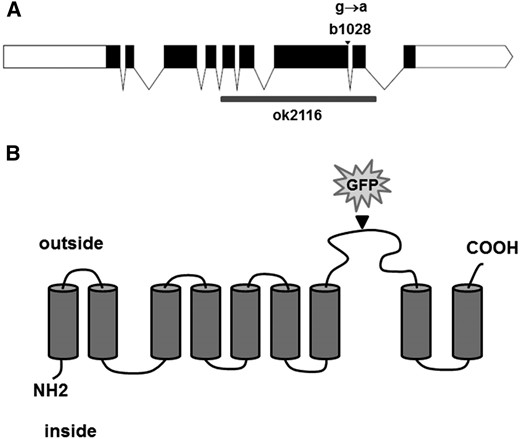 Predicted membrane topology of C48A7.2. (A) Diagram of the C48A7.2 locus. Exons are in black; b1028 mutation is indicated with an arrowhead; ok2116 deletion is indicated with a gray box. (B) Putative topology of PITR-1 protein, based on TM domain prediction; insertion site of GFP into rescuing transgene is indicated by an arrowhead.
