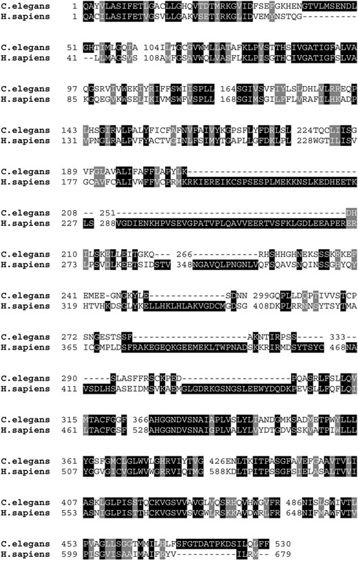 Sequence similarity of worm and human type III sodium-dependent phosphate transporters. Comparison of C48A7.2 with ortholog from human (GenBank NP 005406) reveals 42% identity.