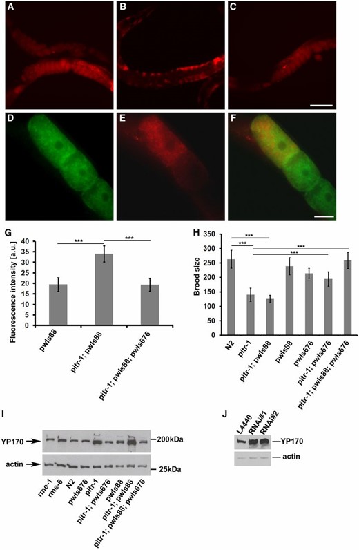 pitr-1 rescue. (A–C) The defect in YP170 expression was rescued by expressing the pie-1 promoter-driven PITR-1::GFP in the germline. (A) WT worms expressing pwIs88 (vit-2::rfp), (B) pitr-1(b1028) worms expressing pwIs88, (C) pitr-1(b1028) worms expressing pwIs88 and rescuing transgene pwIs676 (pie-1p::pitr-1::gfp). (D–F) Subcellular localization of PITR-1 and YP170 in pitr-1(b1028) rescued animal. Note that cell surface localization of PITR-1::GFP in these animals may have been quenched due to oxidation of the GFP(S65C) variant used in these experiments. (D) Localization pattern of PITR-1::GFP in oocytes, (E) localization of YP170::RFP in the oocytes, and (F) merged image showing that PITR-1::GFP and YP170::RFP positive structures do not colocalize. Bars (A–C), 100 μm; (D–F), 20 μm. (G) YP170::RFP fluorescence quantification in one- and two-cell embryos; results are expressed as arbitrary units of fluorescence intensity ± SD; asterisks indicate statistical difference (t-test, P ≤ 0.001). (H) Brood size count of WT, pitr-1(b1028), and transgenic worms; for each bar n = 20 ± SD; asterisks indicate statistical difference (t-test, P ≤ 0.001). Decreased brood size of pitr-1(b1028) is rescued by expressing PITR-1::GFP in the germline. (I) SDS/PAGE and WB analysis of YP170 levels in WT and the indicated mutant genotypes. Increased accumulation of yolk in pitr-1(b1028) worms is rescued by expressing PITR-1::GFP in the germline. Actin was used as a loading control. (J) SDS/PAGE and WB analysis of YP170 levels in F1 N2 worms fed either with control (L4440) or two different RNAi clones (RNAi no. 1 and RNAi no. 2) targeting pitr-1. Actin was used as a loading control.