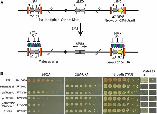 A genetic screen identified suppressors of Sir2’s catalytic activity. (A) Schematic of the screen to identify mutations that restored silencing in the absence of Sir2 catalytic activity. A sir2N345A sas2Δ strain had the URA3 reporter integrated in place of the a1 ORF at HMR. Expression of the URA3 gene resulted in cells that grow on complete synthetic media lacking uracil but are sensitive to 5-FOA. Expression of the α-genes from HML and a-genes from MAT result in a pseudodiploid cell identity that cannot mate. This strain was mutagenized with EMS and mutants were picked that reestablished silencing as assayed by resistance to 5-FOA and the ability to mate. (B) The phenotypes of a SIR2 wild-type strain (JRY10676) exhibiting complete silencing, the parent strain (JRY9097), and the four mutants that were isolated from the suppressor screen. Fivefold serial dilutions assayed for growth phenotypes on the indicated media. Growth in the patches on the right indicates successful matings as either an a- or α-cell identity.