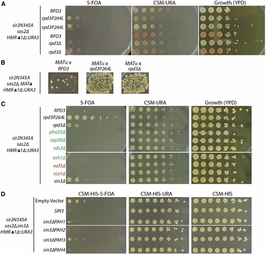 Mutation of RPD3 and SIN3 restored silencing. (A) Fivefold serial dilutions of yeast were spotted on plates to determine their growth phenotype. Growth on 5-FOA indicates silencing of the hmra1Δ::URA3 reporter. All strains are in the sir2N345A sas2Δ background. The first row is the unmutagenized, RPD3 parent (JRY9097). The next two rows are replicates of the rpd3P264L point mutant (JRY9568). The fourth row is isogenic to the unmutagenized parent except for the opposite mating type, MATα, and ade2-1 (JRY9572). In the fifth row, RPD3 is deleted in the parent strain (JRY9573). In the last row, RPD3 is deleted in the MATα ade2-1 strain isogenic to the parent (JRY9574). (B) The parental strain (JRY9097) and the recovered rpd3P264L mutant (JRY9568), and the rpd3Δ (JRY9573), were crossed with the MATα mating tester (JRY2728) to test for silencing at HML. Growth on the media indicates mating and thus silencing. (C) The Rpd3 subunit gene indicated was deleted in JRY9097 to determine if deletion of that subunit could also restore silencing. Green labels indicate Rpd3L subunits and red labels indicate Rpd3S subunits. (D) The sin3Δ strain that exhibited silencing restoration was transformed with plasmids expressing full-length SIN3 or one of the four SIN3 PAH domain deletions (M1635–M1639). Silencing was assayed on media lacking histidine to select for the plasmid.