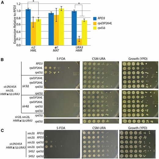 The rpd3 mutant restored Sir-based silencing. (A) α2, a1, and URA3 transcripts were measured from the RPD3 parent strain (JRY9097), the rpd3P264L point mutant (JRY9568), and the rpd3Δ (JRY9573) to determine expression levels at HML, MAT, and HMR, respectively. RNA was normalized to ACT1 for each sample and reported as relative to the RPD3 sample. Error bars are the standard error of four biological replicates. The asterisks indicate a P-value of <0.05 (Student’s t-test). (B) Fivefold serial dilutions of the indicated genotypes were spotted to determine the growth phenotype. All strains are sir2Δ, sas2Δ, hmra1Δ::URA3, and all but the bottom two rows also express sir2N345A (JRY9588 and JRY9589). SIR3 and SIR4 were deleted as indicated (JRY9580–JRY9587). The replicates represent individual transformants for the knockouts or individual segregants from the same tetrad dissection. (C) Restoration of silencing at HMR by rpd3Δ was tested in a SAS2 wild-type strain. Fivefold serial dilutions were plated on the indicated media to determine growth phenotype. All strains express the catalytically incactive SIR2 allele, sir2N345A, and have the hmra1Δ::URA3 reporter. Six individual segregants derived from a single tetrad dissection were tested for their ability to restore silencing depending on their SAS2 genotype (from top to bottom: JRY9598, JRY9599, JRY9600, JRY9601, JRY9602, and JRY9603). Strains with the same indicated genotype represent two different segregants from the tetrad dissection to test for reproducibility of the silencing phenotype.