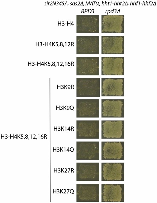 Silencing by rpd3Δ was independent of known Rpd3 histone H4 targets. Endogenous copies of H3 and H4 were deleted and wild-type or mutant H3 and H4 were expressed from a CEN-ARS plasmid. Complete genotypes for all strains tested are in Table S1 (JRY9605, JRY9607–JRY9613, and JRY10644–JRY10655). Silencing was tested by mating to a MATa tester strain (JRY2726) and replica plated to minimal media. Growth indicates successful mating, which reflected extent of silencing.