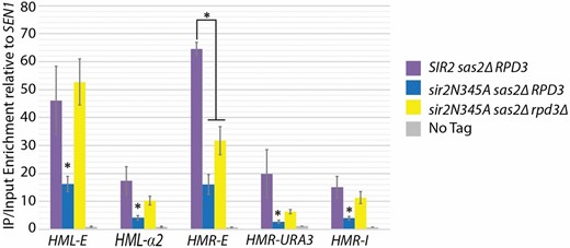 Deletion of RPD3 increased Sir4 association with the silencers. Sir4-myc ChIP was performed in the MATa sas2Δ hmra1Δ::URA3 with the following SIR2 and RPD3 genotypes: SIR2 RPD3 (JRY10635), sir2N345A RPD3 (JRY10632), and sir2N345A rpd3Δ (JRY10633). No enrichment was observed in a strain not expressing the Sir4-myc (JRY10634). Enrichment is shown as the Immunoprecipitation (IP)/input values relative to the SEN1 IP/input values as a negative control. Error bars represent standard error of four biological replicates. The asterisks indicate a P-value of <0.05 (Student’s t-test).