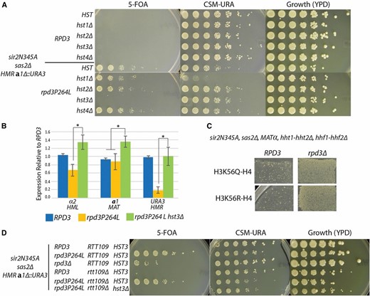 Silencing by the rpd3 mutant was dependent on Hst3. (A) Fivefold serial dilutions were spotted on the indicated media to determine growth phenotype. All strains are sir2Δ, sir2N345A, sas2Δ, and have the hmra1Δ::URA3 reporter to measure silencing as growth on 5-FOA. RPD3 and HST genotypes are as indicated (JRY9590–JRY9597). (B) α2, a1, and URA3 transcripts were measured to determine expression levels at HML, MAT, and HMR, respectively in RPD3 (JRY9097), rpd3P264L (JRY9568), and rpd3P264L hst3Δ (JRY9596). RNA was normalized to ACT1 for each sample and reported as relative to the RPD3 sample. Error bars are the standard error of four biological replicates. The asterisks indicate a P-value of <0.05 (Student’s t-test). (C) Endogenous copies of H3 and H4 were deleted and mutant H3 was expressed from a CEN-ARS plasmid (JRY9604 and JRY9606). Silencing was tested by mating to a MATa tester strain (JRY2726) and replica plated to minimal media. Growth indicates successful mating and silencing. (D) Fivefold serial dilutions of the indicated RPD3, HST3, and RTT109 genotypes were spotted to determine the growth phenotype. The strains assayed are (from top to bottom) JRY9097, JRY9567, JRY9573, JRY10636, JRY10637, and JRY10638. All strains are sir2Δ, sas2Δ, hmra1Δ::URA3, and sir2N345A.