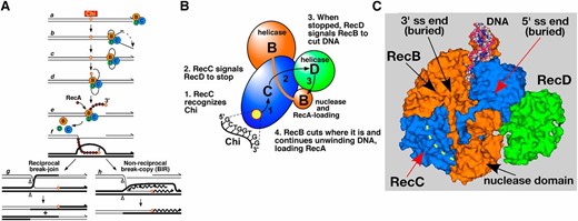 Models for recombination and regulation of RecBCD enzyme by Chi hotspots, and RecBCD structural features involved in its context-dependent response to Chi. See text for further explanations. (A) Model for RecBCD-promoted recombination (Amundsen et al. 2007). Break-induced replication (BIR). (B) Intersubunit signal transduction model for regulation of RecBCD enzyme activities in response to Chi (Amundsen et al. 2007). (C) The RecBCD-ds DNA complex shown in a surface representation (PDB 1W36; Singleton et al. 2004). The RecB, C, and D subunits are colored as in panels A and B. The bound DNA has four terminal unwound bp; the 3′ terminus extends into the RecB helicase domain and the 5′ terminus extends into RecC headed toward the RecD helicase domain. Dotted yellow line represents the RecC tunnel in which Chi is putatively recognized. See Figure 2 for additional views.