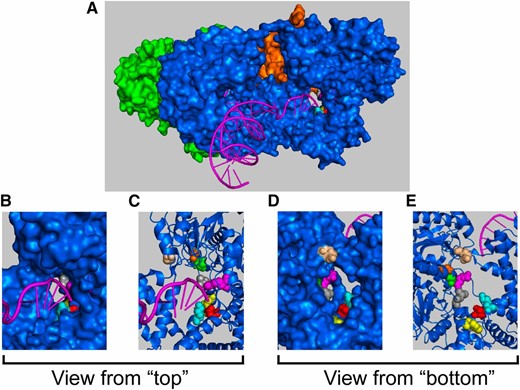 The RecC tunnel in which Chi is putatively recognized. (A) A portion of the RecBCD-ds DNA complex in surface view (PDB 1K70; Saikrishnan et al., 2008). RecC (blue), the RecB nuclease domain (orange), and RecD (green) are shown. One ss DNA end (magenta) enters a tunnel (right) in RecC leading to the region implicated in Chi recognition. Amino acid residues altered by mutation, seen best in B–E, are colored as follows: S39 (green), G41 (orange), L64 (gray), W70 (yellow), K88 (cyan), D136 (red), Q652 (wheat), R708 (magenta). The other ss DNA end (left) enters a second tunnel in RecC leading to RecD, a helicase. Additional panels show (B and D) enlarged surface and (C and E) ribbon representations of the tunnel. Views B and C are oriented as in A; views D and E are from the opposite side.