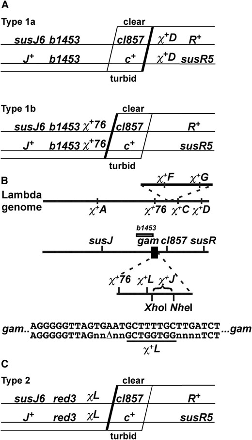 Physical and genetic map of λ and crosses to assess Chi activity. (A) λ crosses to determine Chi hotspot activity of wild type and RecC tunnel mutants. Single horizontal lines represent the ds DNA of each parent in the cross with the indicated genetic markers. Diagonal lines represent the position of exchanges among J+ R+ recombinants; a thick line indicates exchange stimulated by an active Chi in each cross. The plaque morphology (clear or turbid) generated by the exchange is indicated. Crosses of type 1a and 1b measure Chi hotspot activity (Stahl and Stahl 1977). (B) Physical maps of λ and of the gam region. Markers on each line, which represents the λ genome or an insertion in which χ+F and χ+G arose, are placed to scale. The b1453 deletion extends from bp 27,728–33,032; red (bp 31,348–32,810) with the red-3 mutation (T to A at bp 31,966, creating exo D21E, and G to A at bp 32,382, creating bet W143*; unpublished data) is to the left of gam (bp 32,816–33,232). χ+76 is an A to G mutation at bp 33,058 (unpublished data), and the χ+L octamer is at bp 33,196–33,203. Restriction enzyme cleavage sites for XhoI (bp 33,498) and NheI (bp 34,679) were used to clone 25-mers creating χ+J. Part of the nucleotide sequence of gam is shown with the 1-bp deletion to create χ+L (underlined) flanked in this case by four random nucleotides (n). (C) Type 2 crosses to measure χ+L activity and its context-dependence.