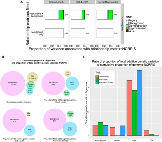 (A) The proportion of variance for shank length, cob length, and kernel row number among inbred lines of the NCRPIS panel associated with relationship matrices based on all SNPs in hypothesis-defined regions or on background SNPs. (B) Cumulative proportion of genome tagged by SNPs defining hypothesis relationship matrices and background matrices and the proportion of total additive genetic variation associated with each relationship matrix for shank length, cob length, and kernel row number among inbred lines of the NCRPIS panel. (C) Ratio of proportion of total additive genetic variation to cumulative proportion of the genome tagged by SNPs defining hypothesis and background relationship matrices for shank length, cob length, and kernel row number among inbred lines of the NCRPIS panel.