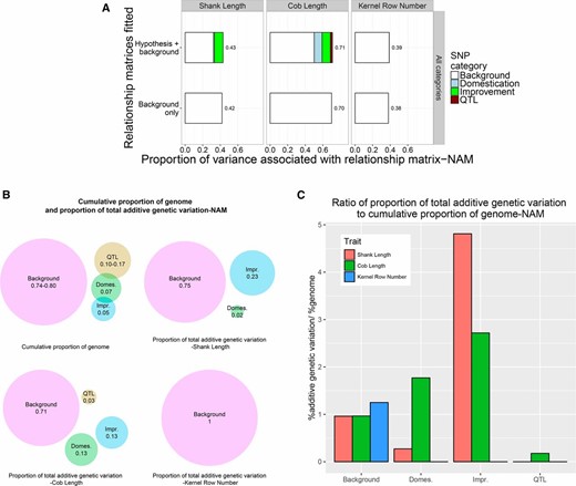(A) The proportion of variance for shank length, cob length, and kernel row number among inbred lines of the NAM panel associated with relationship matrices based on all SNPs in hypothesis-defined regions or based on background SNPs. (B) Cumulative proportion of the genome tagged by SNPs defining hypothesis relationship matrices and background matrices and the proportion of total additive genetic variation associated with each relationship matrix for shank length, cob length, and kernel row number among inbred lines of the NAM panel. (C) Ratio of proportion of total additive genetic variation to cumulative proportion of the genome tagged by SNPs defining hypothesis and background relationship matrices for shank length, cob length, and kernel row number among inbred lines of the NAM panel.
