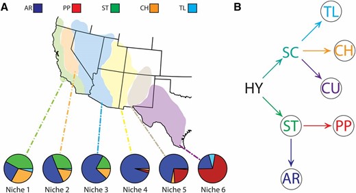 The D. pseudoobscura third chromosome inversion polymorphism system. (A) The frequency distribution of D. pseudoobscura arrangements within six ecological niches of the American Southwest. (B) The phylogeny of chromosome arrangements inferred from cytogenetic and molecular data. Circled arrangements indicate those used in this study. AR, Arrowhead; CH, Chiricahua; CU, Cuernavaca; HY, hypothetical; PP, Pikes Peak; SC, Santa Cruz; ST, standard; TL, Tree Line.