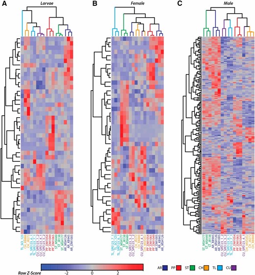 Differentially expressed genes depicted as a heat map for larvae (A), females (B), and males (C). The genes (rows) and individuals (columns) have been ordered based on unsupervised hierarchical clustering. The color of each individual represents the arrangement. Rows are colored according to the deviation from the average level of expression across all individuals.