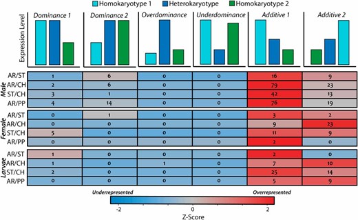 The inheritance of expression in heterokaryotypes for genes located on the third chromosome. The cartoons at the top represent the level of expression in the homokaryotypes and heterokaryotype for a hypothetical gene of each class. Rows are colored by the over- or under-abundance of a class.