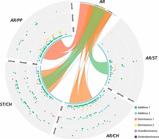 The location of third chromosome genes classified according to their mode of inheritance. The outermost track depicts larvae, the middle females, and the inner males. The ribbons connecting the AR chromosome to each heterokaryotype represents how the regions map relative to the reference sequence gene order.