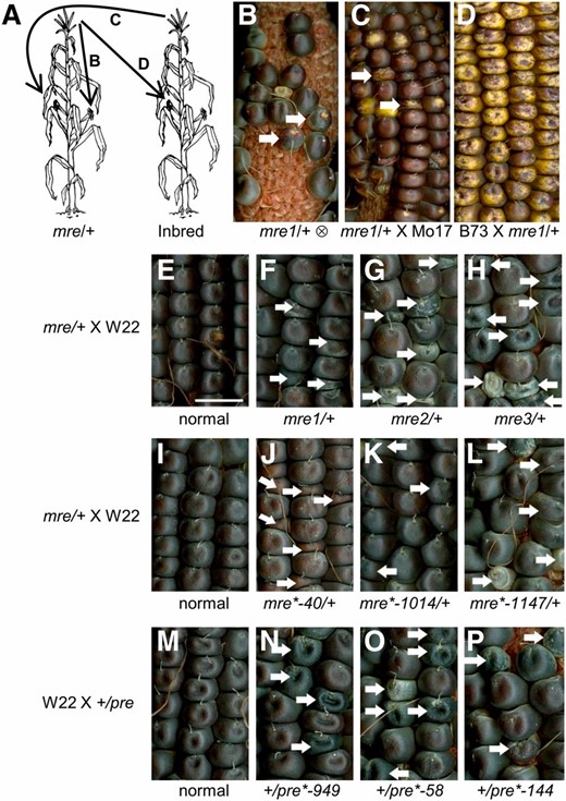 Genetic screen for mre and pre mutants. Parent-of-origin-effect mutants identified from 193 UniformMu rgh isolates. Reciprocal crosses reveal six mre mutants and three pre mutants. (A) Schematic of pollinations used to screen for parent-of-origin-effect mutants. Self-pollination identified plants heterozygous for rgh mutations. Reciprocal crosses with inbred lines were screened for rgh kernels in the F1 generation. (B) Self-pollination of mre1/+ segregates for rgh kernels. (C) mre1/+ crossed with Mo17 pollen segregates for rgh kernels. (D) B73 crossed with mre1/+ pollen has all normal kernels. Arrows indicate rgh kernels. (E) Normal sibling of mre1 × W22, (F) mre1/+ × W22, (G) mre2/+ × W22, (H) mre3/+ × W22, (I) normal sibling of mre2 × W22, (J) mre*-40/+ × W22, (K) mre*-1014/+ × W22, (L) mre*-1147/+ × W22, (M) W22 × normal sibling of pre*-949, (N) W22 × +/pre*-949, (O) W22 × +/pre*-58, and (P) W22 × +/pre*-144. White arrows indicate mutant seeds. Bar, 1 cm (shown in E) also applies to F–P.