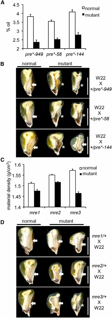 NIR kernel traits and sagittal sections of mre and pre mature seeds. (A) NIR-predicted % oil in pre*-949, pre*-58, and pre*-144. (B) Sagittal sections of pre*-949, pre*-58, and pre*-144. (C) NIR-predicted material density (grams per cubic centimeter) in mre1, mre2, and mre3. (D) Sagittal sections of mre1, mre2, and mre3. Arrows indicate embryos and an asterisk marks kernels without a visible embryo. Bar, 0.6 cm in all panels in B and D.