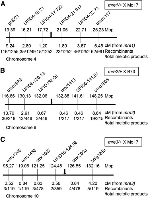Map positions for three parent-of-origin-effect rgh loci. Integrated physical-genetic maps for (A) mre1/+ × Mo17, (B) mre2/+ × B73, and (C) mre3/+ × Mo17 BC1 mapping populations. Molecular markers are not positioned to scale. Each schematic indicates chromosome coordinates from the B73_v2 genome assembly for the markers. Recombination frequencies with the mutant phenotypes are given in centimorgans with the number of recombinants and meiotic products scored. The black arrow indicates the mutant locus position.