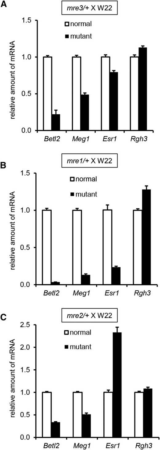 Quantitative RT-PCR of endosperm cell type marker genes in mre mutants. Mutant and normal sibling kernels were selected from mre/+ × W22 crosses at 14 DAP in the fall season for (A) mre3, (B) mre1, and (C) mre2. RNA was extracted from the lower half of the kernels. Values for the y-axis are arbitrary units of expression level relative to Ubiquitin. Error bars indicate standard error of three biological replicates.