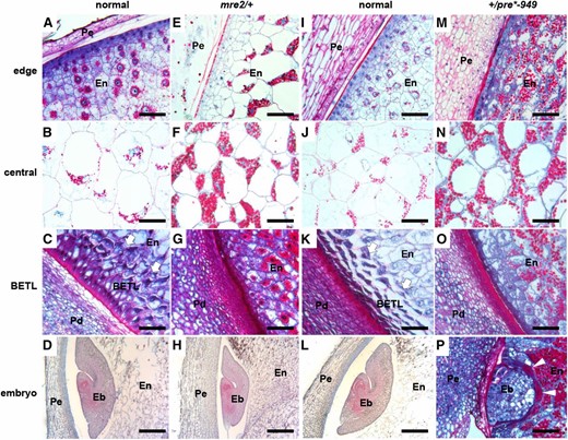 Kernel development defects in mre2 and pre*-949. Longitudinal sections of normal siblings (A–D and I–L), mre2/+ (E–H), and +/pre*-949 (M–P) kernels. Endosperm and the +/pre*-949 embryo (P) sections are stained with Schiff’s reagent and aniline blue-black. Bar, 0.1 mm in panels A-C, E–G, I–K, and M–P. All other embryos (D, H, and L) are stained with safranin and Fast Green. Bar, 0.5 mm in panels D,H, and L. (A, E, I, and M) Outer edge of the cellular endosperm (En) and maternal pericarp (Pe). (B, F, J, and N) Central starchy endosperm. (C, G, K, and O) Basal endosperm showing the maternal pedicel (Pd), the BETL (arrows), and internal endosperm (En). (D, H, L, and P) Maternal pericarp (Pe), embryo (Eb), and endosperm (En). (A–H) All sections for mre2/+ and normal siblings are from 16 DAP kernels in the fall growing season. (I–P) All sections for +/pre*-949 and normal siblings are from 19 DAP kernels in the fall growing season.