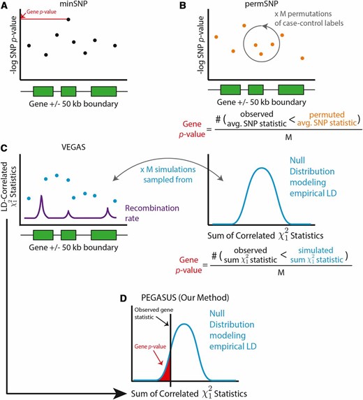 Schematic representations of PEGASUS and the three other methods—minSNP, permSNP, and VEGAS—assessed in this study. (A) minSNP defines the gene score to be the lowest of the SNP-level P-values within the gene observed in a GWA study. (B) permSNP (Ballard et al. 2010) performs M permutations of case–control labels in genotype data, recomputes GWA P-values for each SNP for each permuted data set, averages SNP P-values within each gene, and computes an empirical gene P-value based on the number of times the observed gene P-value is lower than permuted P-values. (C) VEGAS performs multivariate normal simulations from a null distribution of χ12 statistics where the χ12 statistics are correlated by empirical LD calculated from genotype data. M simulations are performed, the null statistics are summed within each gene and the empirical gene P-value is the number of times the observed χ12 statistic is lower than the permuted χ12 statistic. (D) In PEGASUS, for each gene, we numerically integrate the distribution of the sum of correlated χ12 statistics at the observed gene statistic to determine the gene score. We also assess the performance of SKAT (Wu et al. 2010, 2011), which is not depicted here. SKAT uses a multiple linear/logistic regression framework, where genotypes for variants in a gene set and covariates are regressed onto phenotype to generate gene scores.
