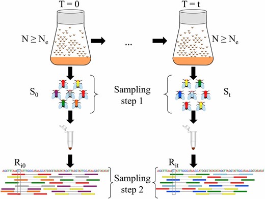 Two-step sampling in experimental evolution with Drosophila. In E&R studies, populations are propagated at a census size N defined by the experimenter, which is in general larger than the effective population size Ne. Using temporal methods, Ne can be estimated from the variance in allele frequency between samples taken t generations apart. To get an accurate representation of allele frequencies in population genetic studies, a large number of individuals Sj (j∈{0,t}) are sampled and pooled. Sampling can take place according to sampling plan I or II based on the mode of reproduction. Pooled samples are then subjected to high-throughput sequencing. Sequenced reads are subsequently aligned to the reference genome (shown at the bottom). We represent pool sequencing by an additional sampling step (called sampling step 2). We correct for both sampling steps when estimating Ne in pooled samples. Additionally, we take into account variable coverage levels across the genome (coverage Rij for site i at T=j, j∈{0,t}) when correcting for the variance coming from sequencing.