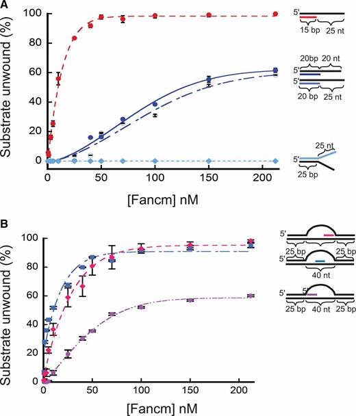 Unwinding of partial duplex DNA substrates by Fancm. Helicase reactions were performed as described in Materials and Methods. The indicated concentrations of Fancm were incubated with 0.1 nM of the indicated substrate for 15 min. Colored strand on each substrate represents radiolabeled 5′ strand. Quantitative data from at least three experiments were plotted as the average for each protein concentration. Error bars represent the SEM. Oligonucleotides used to make these substrates can be found in Table S1. (A) Comparison of the fraction of substrate unwound with partial duplex substrates of different duplex lengths. Pink ●, 15-bp duplex region with a 25-nt overhang. Blue ●, 20-bp duplex region with a 20-nt overhang. Blue ○, 20-bp duplex region with a 25-nt overhang; Blue ♦, 25-bp duplex region with 25-nt single-stranded arms. (B) Unwinding of D-loop intermediate substrates by Fancm. Pink ●, front; blue ▪, middle; pink ♦, end. Bubble structures were made using a two 90-nt oligonucleotides with 25 bp of complementary ends with a 40-nt noncomplementary middle (A1/A2). Substrate oligonucleotides are in Table S1.