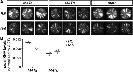 Effects of mating type and the RE on HML::cre expression. (A) GFP images of colonies. All strains contained the sas2∆ mutation. Bar, 2 mm. (B) Quantitative RT-PCR of cre mRNA levels normalized to ACT1 mRNA levels. Horizontal lines represent the means (n = 3). All strains contained the sas2∆ mutation and exhibited ∼100-fold repression of HML::cre relative to a mutant lacking Sir4, an essential component of heterochromatin (data not shown). mRNA, messenger RNA; RE, recombination enhancer.