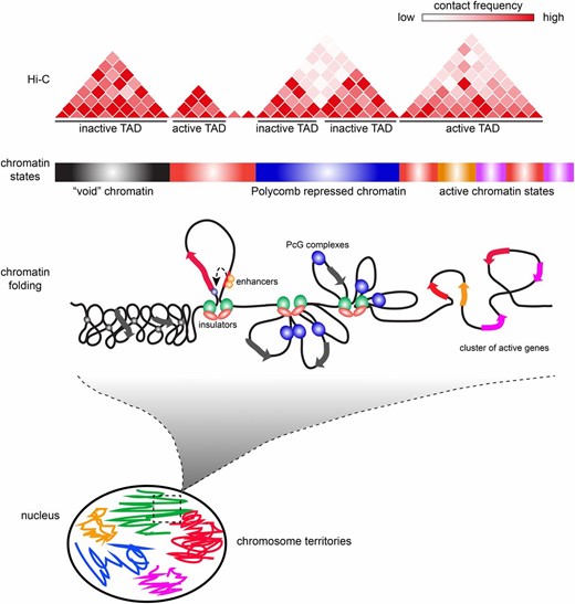 Hierarchies of fly genome architecture. Chromosomes are extensively folded to fit inside the cell nucleus. Each chromosome occupies its own volume (chromosome territory, shown schematically in different colors); however, these volumes partially intersect allowing for interchromosomal interactions. At finer scale, chromatin fibers are partitioned into domains with different degrees of folding and different regimes of chromatin contacts within domains (TADs). The partitioning into domains is in part defined by the differences in the composition and properties of underlying chromatin as well as transcriptional activity. For example, void and Polycomb (PcG)-repressed chromatin has more internal contacts than chromatin of active genes. Insulator elements demarcate some of the TADs by forming loops that inhibit chromatin contacts across domain boundaries. Topological domains correlate with segmentation of the linear Drosophila genome into chromatin types with distinct histone modifications. The contact matrix of a virtual Hi-C experiment illustrates how partitioning into TADs is assayed.