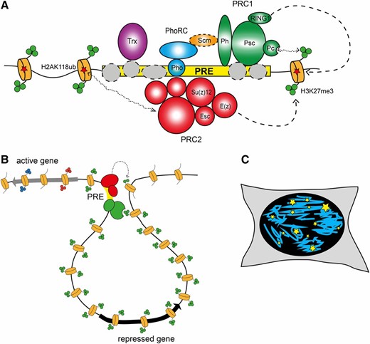Polycomb complexes and their role in chromatin architecture. (A) Polycomb complexes are targeted to genes by PREs (yellow rectangle). PREs represent collections of recognition sequences for DNA binding adaptor proteins (gray circles). With the exception of Pho, which is part of the separate PhoRC complex, DNA binding proteins interact with the core PcG complexes weakly and are not recovered in biochemical purification. Nevertheless, individual weak interactions of DNA binding proteins combine and provide robust recruitment of PRC1 (green circles) and PRC2 (red circles). Scm (orange oval), the substoichiometric component PRC1, serves as a link between PhoRC and PRC1, further stabilizing the binding of both complexes (Kahn et al. 2014; Frey et al. 2016). Chromodomain of the Pc subunit of PRC1 specifically interacts with trimethylated H3K27 produced by PRC2 (green circles on the N-terminal tails of nucleosomes depicted as orange cylinders). In turn, PRC2 can interact with monoubiquitylated H2AK118 produced by PRC1 (red stars). Although insufficient for recruitment, these interactions can further stabilize the binding of PRC1 and PRC2 at some PREs. The Trx protein is recruited to PREs along with PcG complexes. (B) PRC1 (red circles) and PRC2 (green circles) complexes anchored at PREs (yellow rectangle) loop out and contact surrounding chromatin. Recognition of H3K27me3 by Pc stabilizes these transient interactions, allowing efficient methylation of nucleosomes in the vicinity of the contact. This way H3K27me3 can spread away from a PRE for tens of thousands of base pairs until it encounters an insulator element or an active gene. (C) Immunolocalization of Polycomb components in Drosophila or mammalian cell nuclei detects discrete foci of different sizes (PcG bodies, yellow stars). The number of PcG bodies is smaller compared to the number of Polycomb target genes detected by genome-wide mapping. Immuno-FISH experiments suggest that some of the PcG bodies represent clusters of Polycomb-regulated genes.