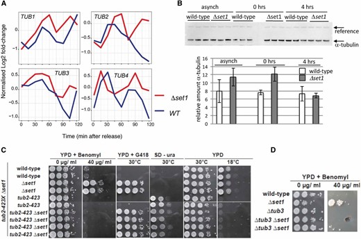 Increased tubulin expression in Δset1 strains. (A) TUB1, TUB2, TUB3, and TUB4 mRNA levels in WT (blue lines) and Δset1 (red lines) strains following alpha-factor synchronization and release into the cell cycle as described in Figure 3A. (B) Western blot (top) analysis of alpha-tubulin (Tub1 and Tub3) levels in asynchronous (asynch) WT and Δset1 strains and following alpha-factor synchronization (0 hr) and subsequent release into the cell cycle (4 hr); for each strain three independent cultures were analyzed. The arrows indicate alpha-tubulin and a cross-reacting reference band that was used as internal reference for quantification. (C) A diploid strain containing the Δset1 and cold-sensitive tub2-423 mutations was sporulated and haploid ascospores with the genotypes indicated on the left were obtained. Drop tests were done as described in Figure 1A at indicated temperatures on YPD containing 40 μg/ml benomyl, YPD containing G418, YPD and synthetic medium lacking uracil (SD −ura). Growth on SD −ura and deficient growth at 18° is due to tub2-423 allele and growth on G418 marks the Δset1 allele. (D) A diploid strain containing Δset1 and Δtub3 mutations was sporulated and obtained haploid ascospores were tested on plates containing the indicated amounts of benomyl.