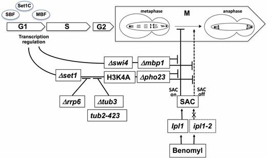Model for the cross-talk of G1/S transcriptional regulation, H3K4 methylation, and benomyl toxicity. Defective H3K4 methylation resulting from the absence of Set1, or absence of the PHD subunit Pho23 of Rpd3L, results in resistance toward benomyl as does defective gene regulation during G1/S in Δmbp1 and Δswi4 cells. Benomyl activates the SAC by destabilizing microtubules. Mutations in aurora kinase (ipl1-2) interfere with activation of the SAC, resulting in improper chromosome segregation in the presence of benomyl. Absence of H3K4 methylation and defective G1/S transcriptional control antagonize the biological effect of benomyl in the presence of both WT and mutant aurora kinase, consistent with a role downstream of the SAC. The 3′→5′ exonuclease Rrp6, Tub3, and Tub2 tubulins are required for this antagonistic pathway.