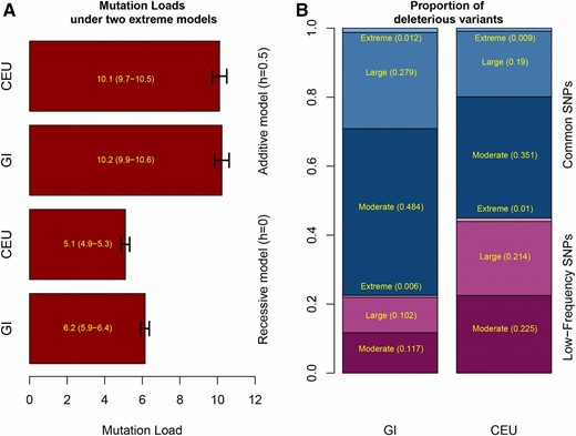 GERP score load and stratification of deleterious alleles based on frequency. (A) GERP score load for GI and CEU calculated assuming a fully additive model (top two bars) and assuming a fully recessive model (bottom two bars). The GERP score load is the approximation to the genetic load based on annotated GERP scores converted to selection coefficients using the approach used in the review by Henn et al. (2015). We note that if the selection coefficients from Henn et al. (2016) are used instead, we see qualitatively similar results. Black error bars indicate 95% C.I. (B) The proportion of deleterious variants classified by GERP score (Moderate: 2 < GERP < 4, Large: 4 < GERP < 6, Extreme: 6 < GERP) that belong to different frequency-based categories in GI and CEU: low frequency SNPs vs. common SNPs. Low-frequency SNPs are here defined as singletons and doubletons (equivalent of a frequency of at most 1/18∼0.056), while common SNPs are defined as tripletons or more than that including fixed derived sites (equivalent of a frequency of 1/12 or above).