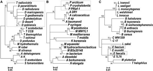 Maximum likelihood trees obtained from 16S rRNA alignments for data sets (A) D_radiodurans, (B) P_arcticum, and (C) E_faecium. (A) D_radiodurans tree contains four additional species from a different phylum (Anaeromyxobacter dehalogenans, A. sp. K, Desulfobacca acetoxidans, and Syntrophobacter fumaroxidans). Branches with radiation-resistant species are marked with gray boxes. Full species names are given in Table S2 in File S1.