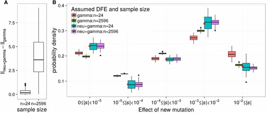 Small sample size and misspecification of the DFE can explain some of the differences between previous estimates and our estimates. Gamma and neutral+gamma DFEs were fit to 100 simulated data sets of sample sizes n = 24 and n = 2596 chromosomes, where the true DFE was neutral+gamma distributed (pneu = 0.164, α = 0.338, β = 358.8). (A) The distributions of the difference in log-likelihood between the gamma and neutral+gamma distributions. When the sample size is large (n = 2596) the neutral+gamma distribution has a higher log-likelihood than the gamma distribution. However, the small samples (n = 24) are unable to distinguish between the gamma and neutral+gamma distributions. (B) The estimated proportions of new mutations having different selective effects when fitting the gamma and neutral+gamma distributions. Note that when n = 24, the gamma distribution overpredicts the proportion of strongly deleterious mutations (|s| ≥ 0.01). Red dots denote the true proportion of mutations in each bin. The boxes cover the first and third quartiles, and the band represents the median. The whiskers cover the highest and lowest datum within 1.5 times the interquartile range from the first and third quartiles. Lastly, any data outside that region are plotted as outlier points.