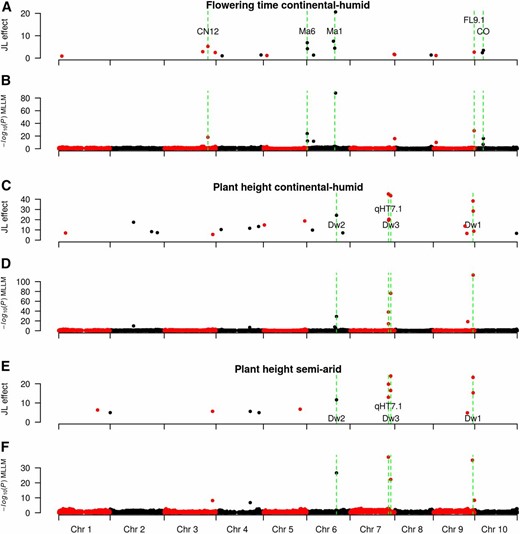 QTL mapping for flowering time and plant height in the NAM population. Flowering time QTL effect sizes in a continental humid (CH; Manhattan, KS) environment estimated with a JL model (A), and flowering time QTL identified using a MLLM model (B). Known flowering time genes in sorghum that colocalize with the QTL are noted green dashed lines. Plant height QTL effect sizes in the CH environment estimated with a JL model (C), and plant height QTL identified using a MLLM (D). Plant height QTL effect sizes in a semi-arid (SA; Hays, KS) environment estimated with a JL model (E), and plant height QTL identified using a MLLM (F). Known plant height genes in sorghum that colocalize with the QTL are noted with green dashed lines.