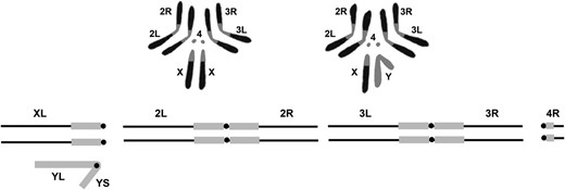 The upper portion of the figure shows a representation of the karyotype of D. melanogaster. Chromosomes from female third instar larval neuroblasts on the left and males on the right. Below is a diagrammatic representation of the genome indicating the names of the arms of the sex chromosomes and autosomes. Note that the small XR and 4L arms are not shown. The euchromatic portions of the genome are shown in black and the heterochromatin in gray.