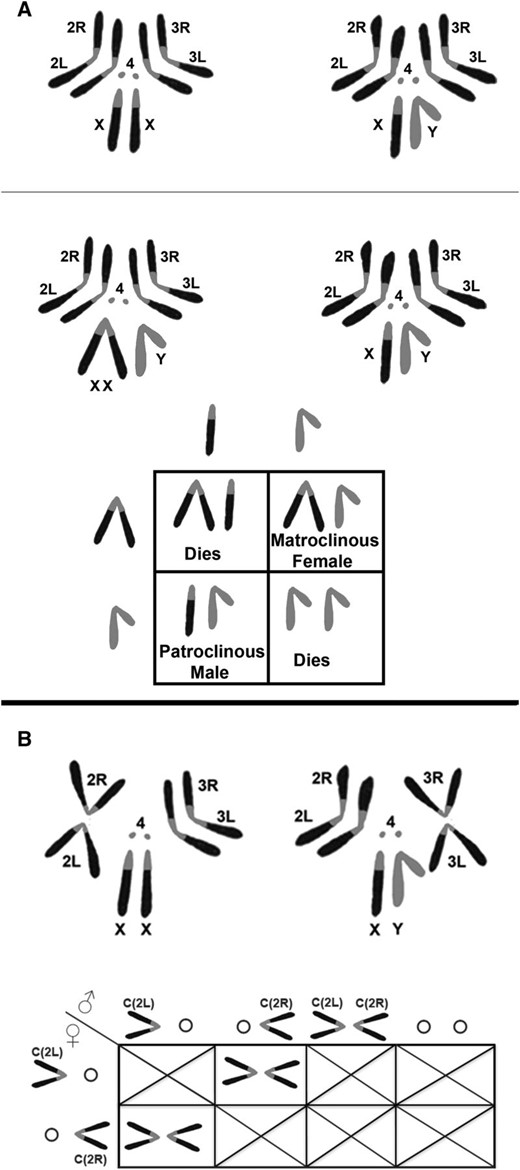 (A) Diagram of the karyotypes of normal and attached X females and the pattern of inheritance of the attachment. In an attached X female both normally acrocentric X arms are associated with a single centromere. Shown at the top is the normal karyotype, below that is an example of a Compound Reverse Metacentric [C(1)RM]. The Punnett Square shows the gametes produced by a C(1)RM/Y female on the left and a normal X/Y male above the square. Unlike the normal “crisscross” pattern of the sex chromosome pattern of inheritance, the daughters inherit their X chromosomes from their mother (matroclinous inheritance) and the sons inherit their X from their father (patroclinous inheritance). Only the Y chromosomes are exchanged to the opposite sex. Also note that the XXX and YY progeny die. Thus, only 50% of the zygotes from an attached X cross survive. (B) Diagram of karyotypes of compound autosome and the gamete types produced by compound-bearing animals. The normally metacentric autosomes can be fused or translocated at the centromere such that the left and right arms are now attached. At the top left a Compound 2L;2R female [C(2L);C(2R)], and to the right a Compound 3L;3R male [C(3L);C(3R)] are shown. Below, the Punnett Square presents the gametes produced in females and males carrying C(2L);C(2R). Females segregate the two compound arms 100% of the time and thus form two types of ova: C(2L) and C(2R). Males on the other hand form all four potential types of sperm in equal frequency. The only viable progeny are formed when reciprocal meiotic segregation products join: C(2L) + C(2R). All other combinations are grossly aneuploidy and lethal. Note that any cross of a compound-bearing male or female to a normal animal will be essentially sterile. The only exception is if a compound-bearing male C(2L);C(2R) or O;O sperm fertilize a reciprocal nullo-2 or diplo-2 ovum produced by nondisjunction in the mated female.