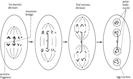 The mechanism by which paracentric inversions prevent the recovery of crossover chromatids in females. At fertilization, meiosis is completed in the oocyte. The axis of the meiotic spindle forms perpendicular to the surface of the egg. If an exchange has taken place within the inverted sequence, the bridge formed constrains the involved chromatids to the center of the first meiotic anaphase. At the second division, the exchange chromatids are confined to the central nuclei while the nonexchange chromatids are segregated into the nuclei at the two ends of the polarized meiotic spindle. The fragment associated with the bridge is lost in the middle of the polar spindle. The inner-most haploid nucleus, the one furthest from the egg surface, is always the one that is used as the oocyte nucleus and will participate in syngamy. Thus, heterozygosity for a paracentric inversion does not prevent crossing over but rather prevents the recovery of crossover chromatids by constraining them to the central two nuclear products of the polarized meiotic spindle. After Strickberger (1976).