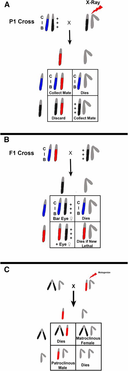 Schematic representation of Muller’s ClB screen for sex-linked lethals and/or visibles. (A) A cross of an X-ray-treated male to a ClB heterozygous female is shown. In the F1 progeny, ClB/X* female progeny are collected and mated to normal male siblings (B). The F2 progeny are scored for the presence of either non-Bar-eyed males or non-Bar-eyed males that have an altered phenotype. The limitation of this technique is that recovery of the chromosome with a newly-induced lethal mutation has to be accomplished from the X*/X+ sibling females, which have no convenient markers and can undergo free recombination between the two X chromosomes. This deficiency was overcome by development of better “balancer” chromosomes that are well-marked, viable, and fertile in males. If one is interested in recovering sex-linked visible or viable behavioral mutations, a generation can be saved by using attached X chromosomes. In this case, mutagenized males are mated to C(1)RM/Y females and the F1 progeny screened for changes (C). Each patroclinous progeny male will be the result of a single treated sperm and thousands of progeny can be easily surveyed.