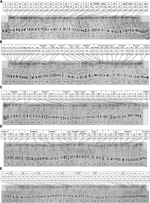 Polytene X (A), second (B and C), and third (D and E) chromosome maps after Bridges and Lefevre showing the relative map positions of markers useful for recombination mapping. Stocks containing different combinations of these markers are available at the Bloomington Drosophila Stock Center (http://flystocks.bio.indiana.edu/Browse/misc-browse/mapping.php and http://flystocks.bio.indiana.edu/Browse/misc-browse/Baylor-kits.php). The tables above the chromosomes list the gene symbols (top row), numbered and letter cytological location (middle row), and approximate recombination map position in centi-Morgans of each marker. The lines connecting the tables to the chromosome arms indicate the approximate cytological position of the markers. The markers include lesions that are associated with visible phenotypic changes as well as transgenic insertions carrying the w+ gene.