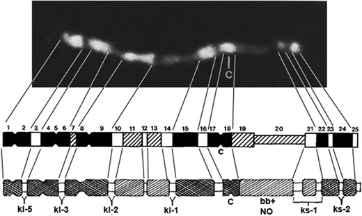 Cytogenetic map of the Y chromosome of D. melanogaster. At the top is a photomicrograph of the banding pattern of a Hoechst-stained Y chromosome. Below are diagrammatic representations of the banding revealed by differential staining of the Y. The darker blocks correspond to more brightly-staining regions. The position of the centromere is indicated by a constriction and the letter c. Genetic mapping has positioned the YL (kl-5, kl-3, kl-2, and kl-1) and YS (ks-1 and ks-2) male fertility factors in the dim regions adjacent to the bright blocks. The bobbed locus or nucleolus organizer region (ribosomal RNA cistrons) is in YS between the bright blocks at the centromere and the distal pair at the telomere of the short arm.